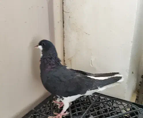 ماده خشرنگ سیاه گلدار.|پرنده|کازرون, |دیوار