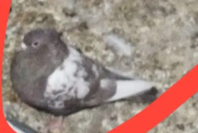 کبوتر کفتر طوقی|پرنده|خواف, |دیوار