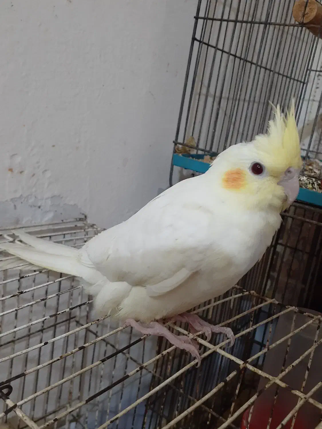 پرنده|پرنده|بندر امام خمینی, |دیوار