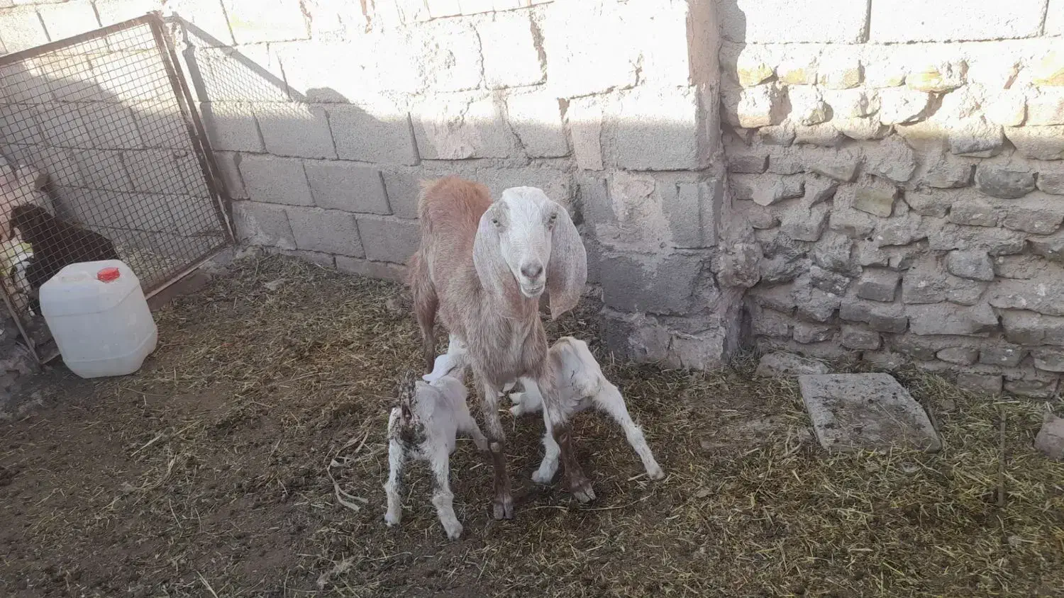 بز...|حیوانات مزرعه|فردوس (خراسان), |دیوار