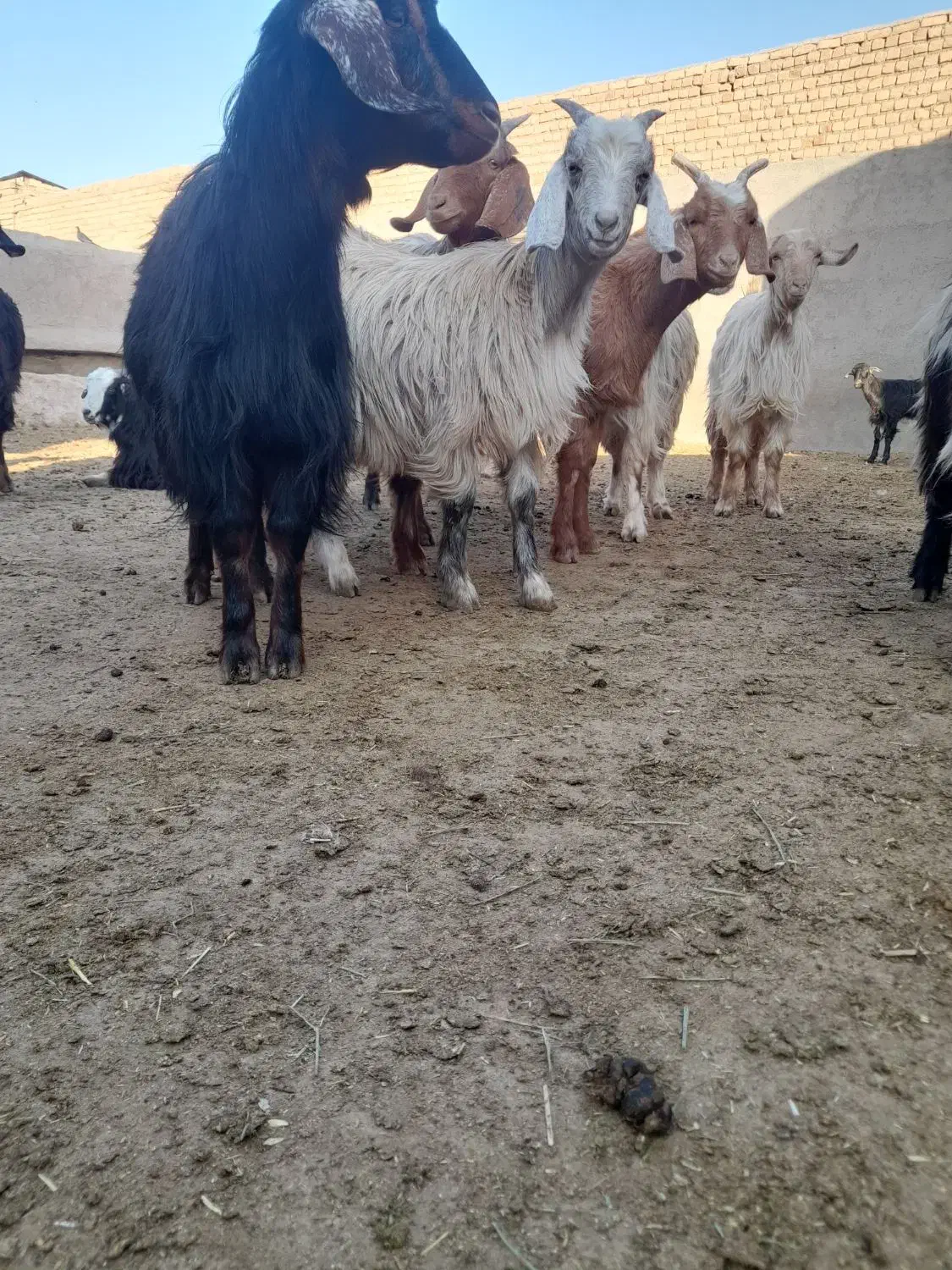 بزغاله|حیوانات مزرعه|سلفچگان, |دیوار