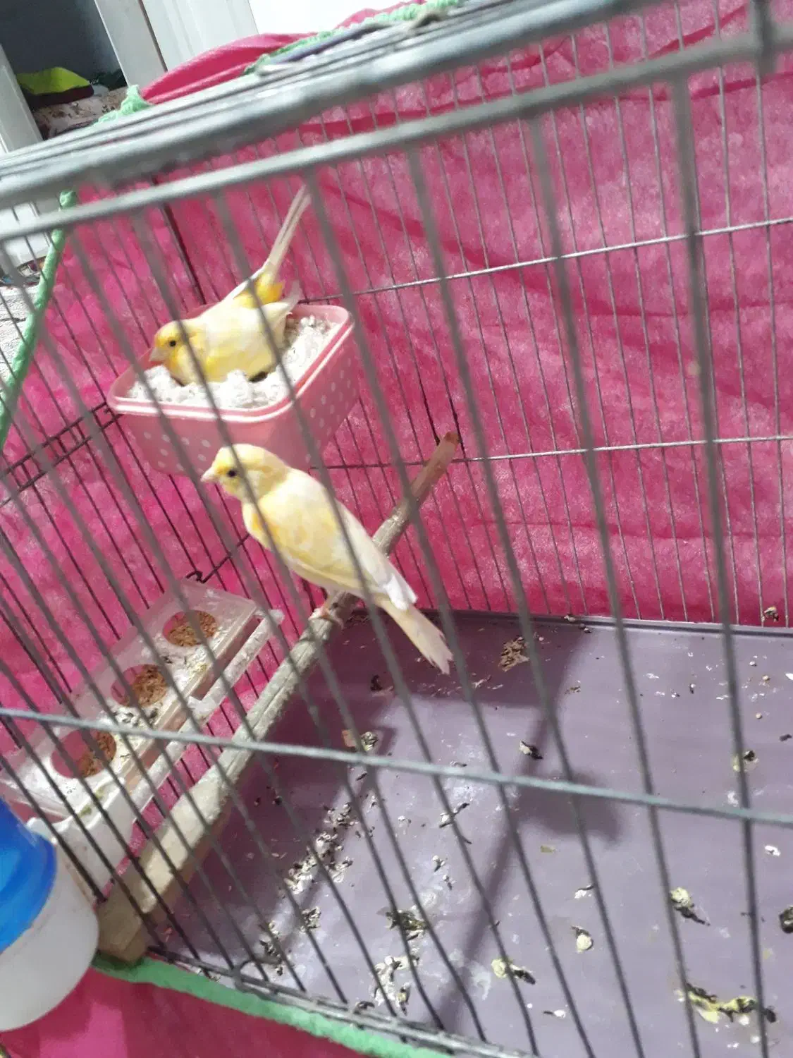 قناری جفت|پرنده|قدس, شهرقدس|دیوار