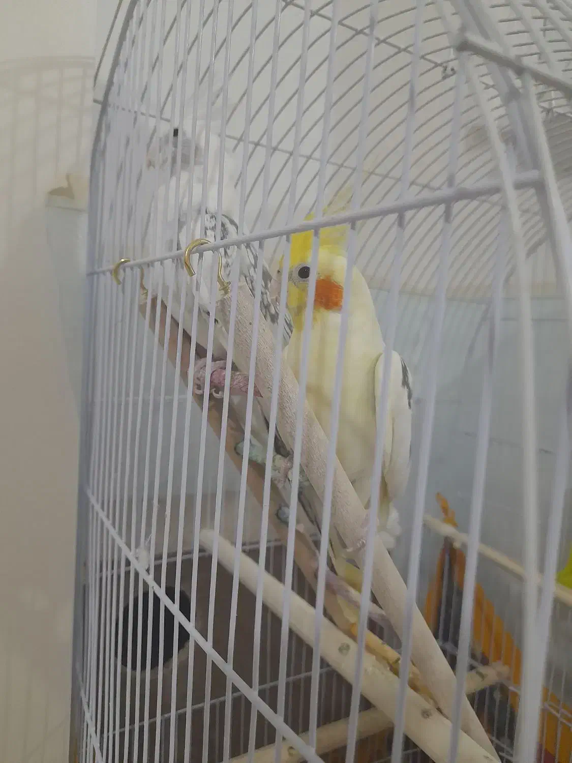 عروس هلندی|پرنده|پائین جام, |دیوار