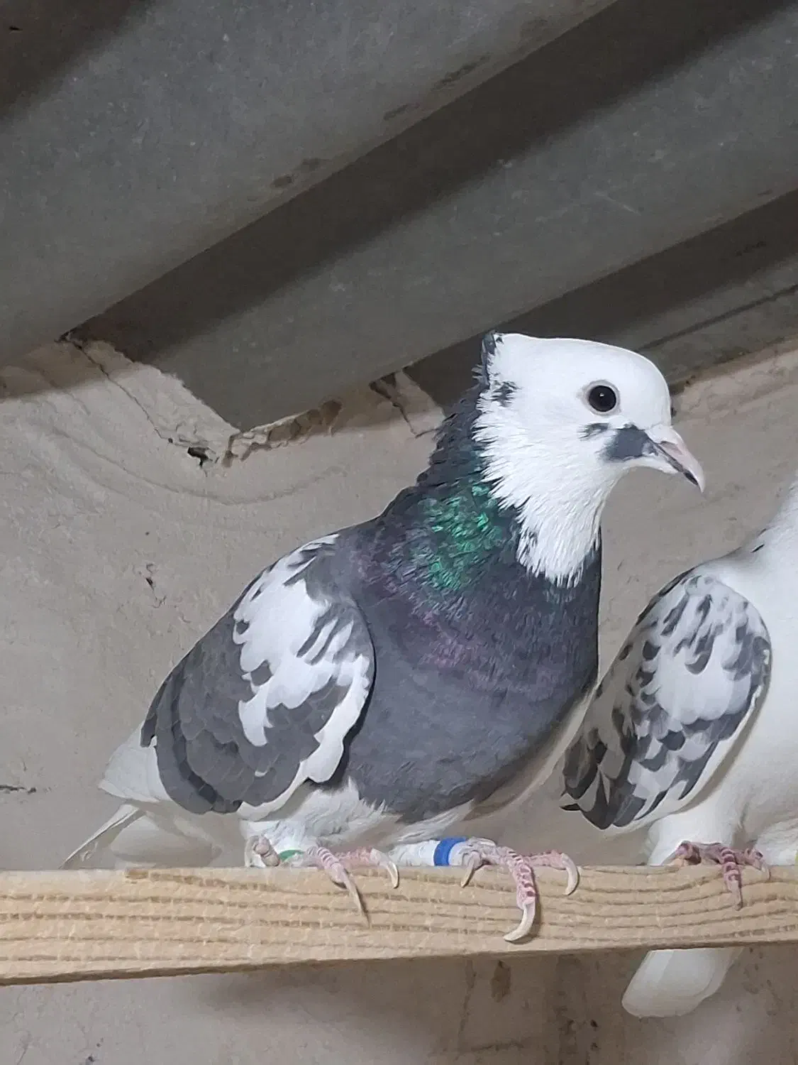 چند جفت کفتر مایه|پرنده|سیرجان, |دیوار