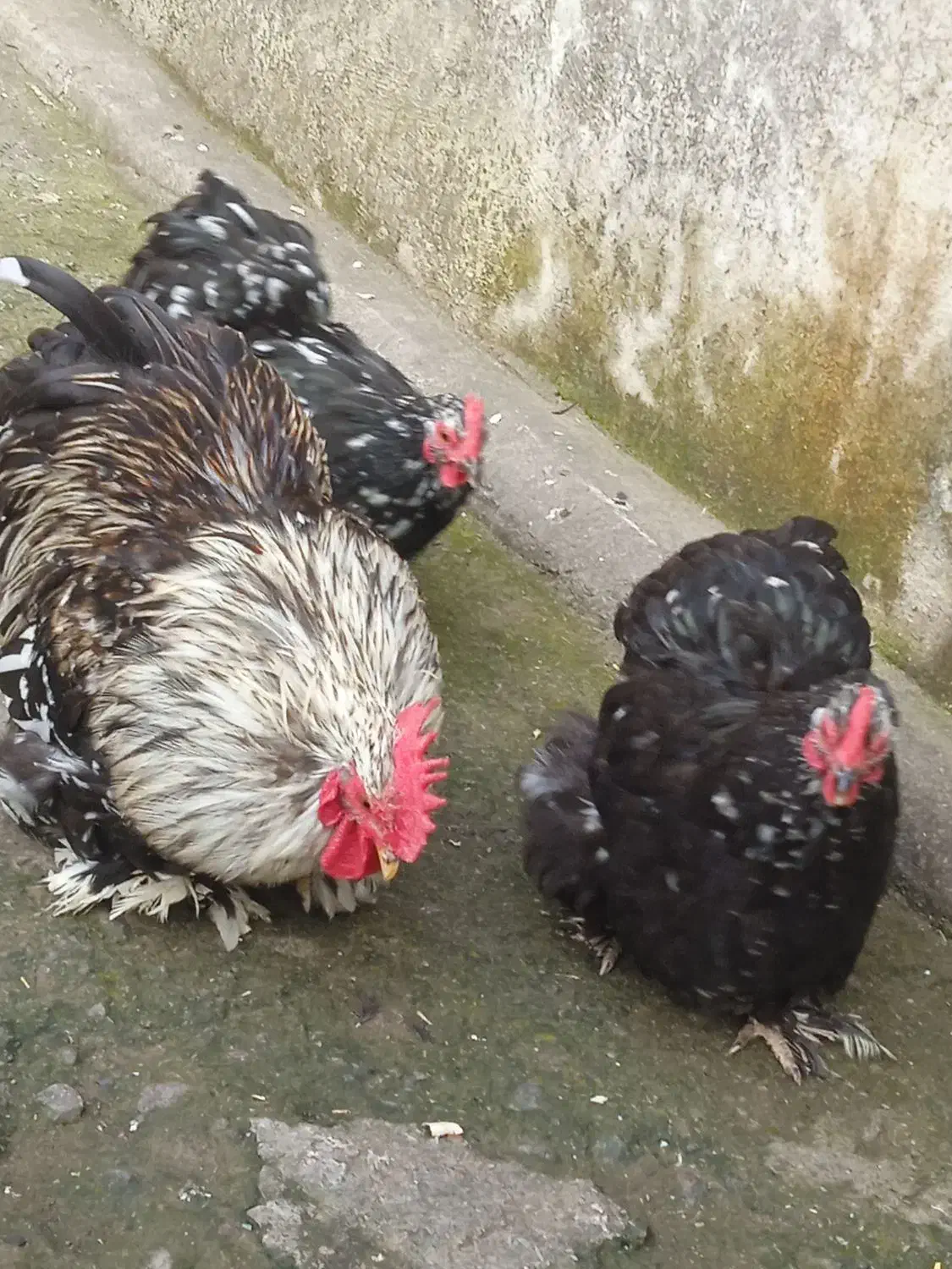 مرغ خروس معاوضه با کبوتر|حیوانات مزرعه|رشت, تازه آباد|دیوار