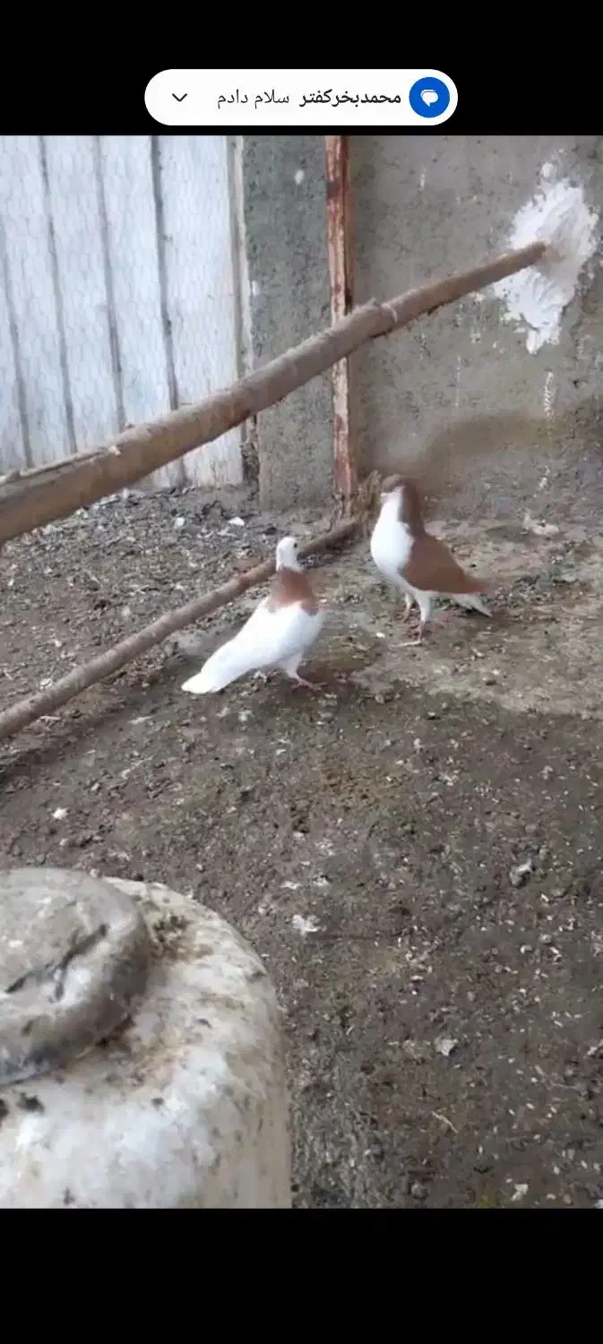 کفتر رنگی معاوضه|پرنده|آسارا, |دیوار