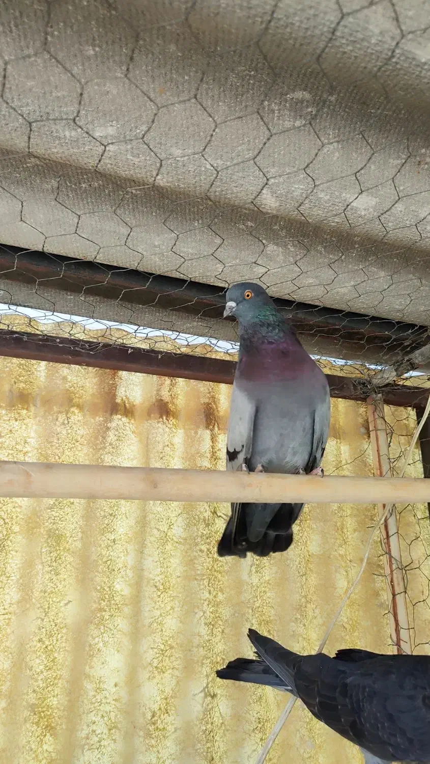 کفتر|پرنده|تهران, سیروس|دیوار