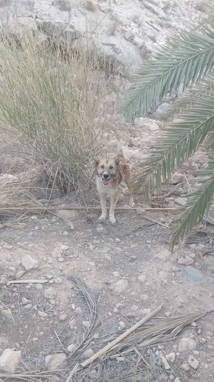 فروش سگ شکاری سیخوره قیمت جفت ۱۷|سگ|بستک, |دیوار