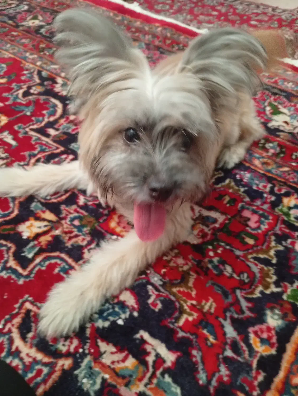 سگ تریر|سگ|کاشان, یزد‌آباد|دیوار