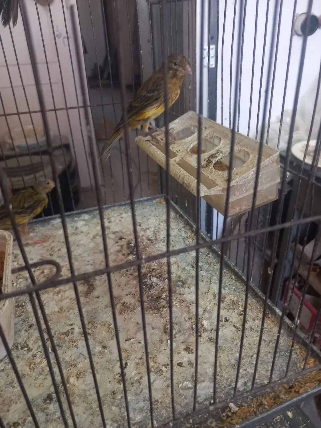 جوجه قناری سبز چمنی یتیغ|پرنده|فولادشهر, C5|دیوار