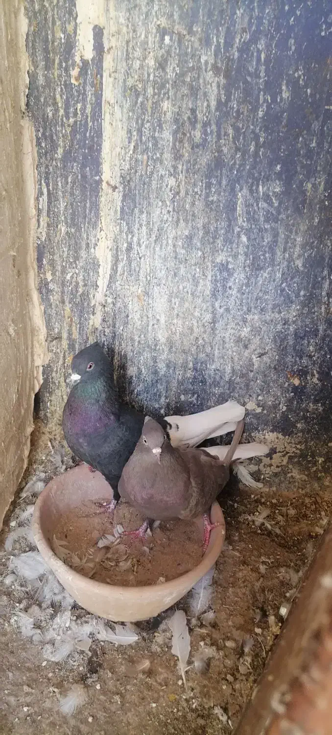 سلام نرو ماده|پرنده|خرامه, |دیوار