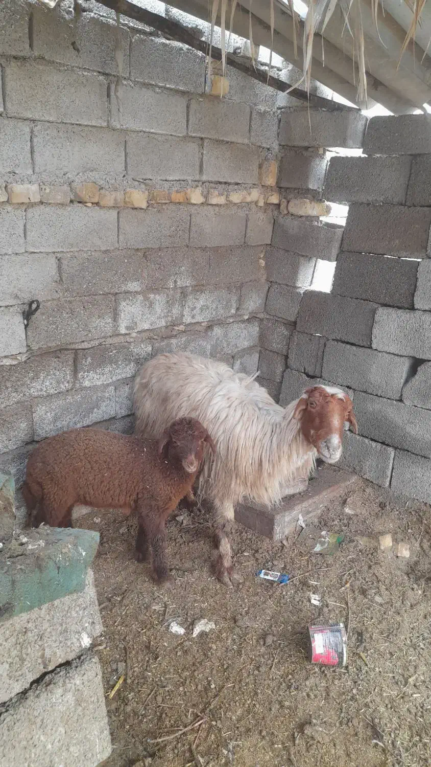 گوسفند مطفل نر|حیوانات مزرعه|آبادان, |دیوار