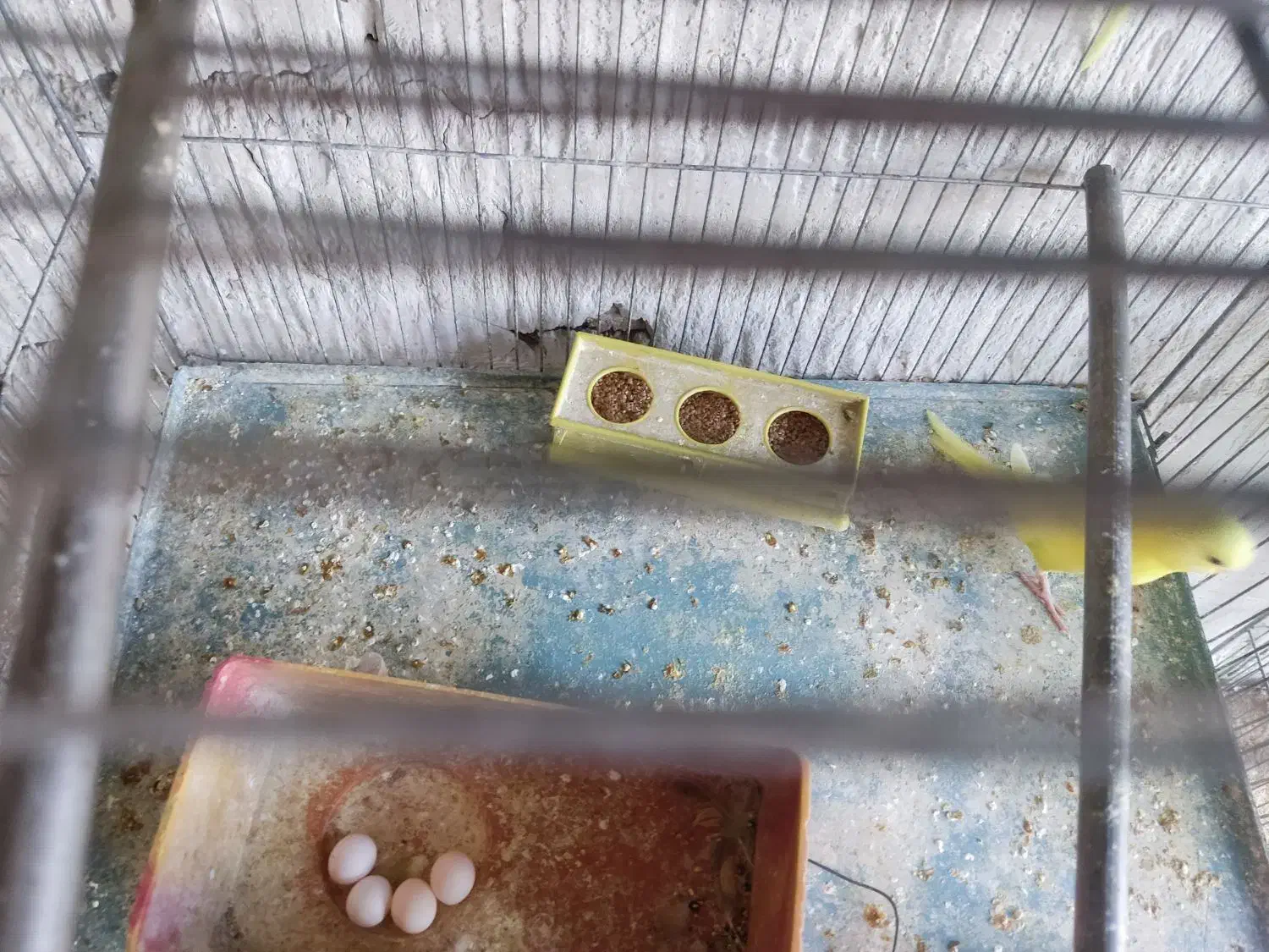 مرغ عشق|پرنده|تبریز, |دیوار