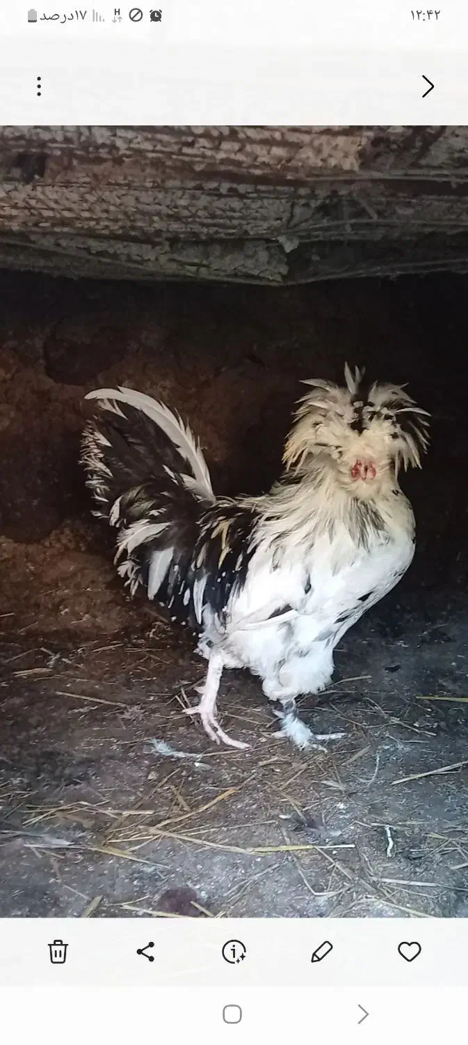 نژاد اصیل لهستانی|حیوانات مزرعه|چابکسر, |دیوار