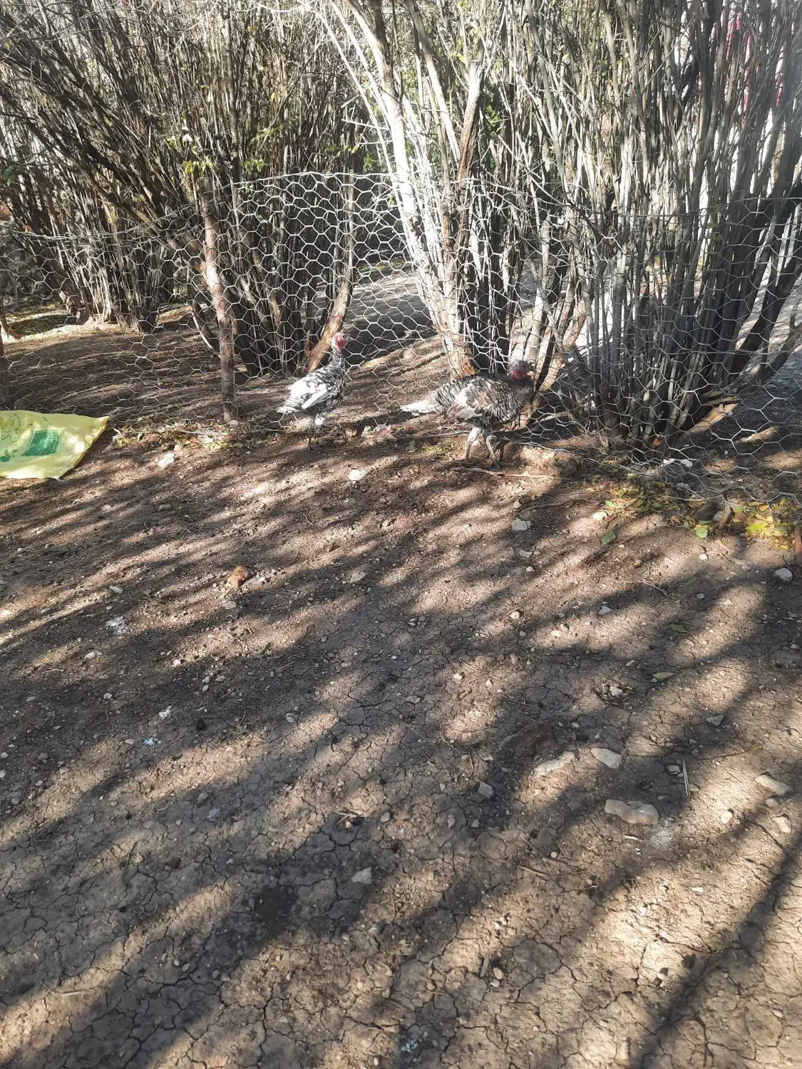 بوقلمون|حیوانات مزرعه|سرپل ذهاب, |دیوار