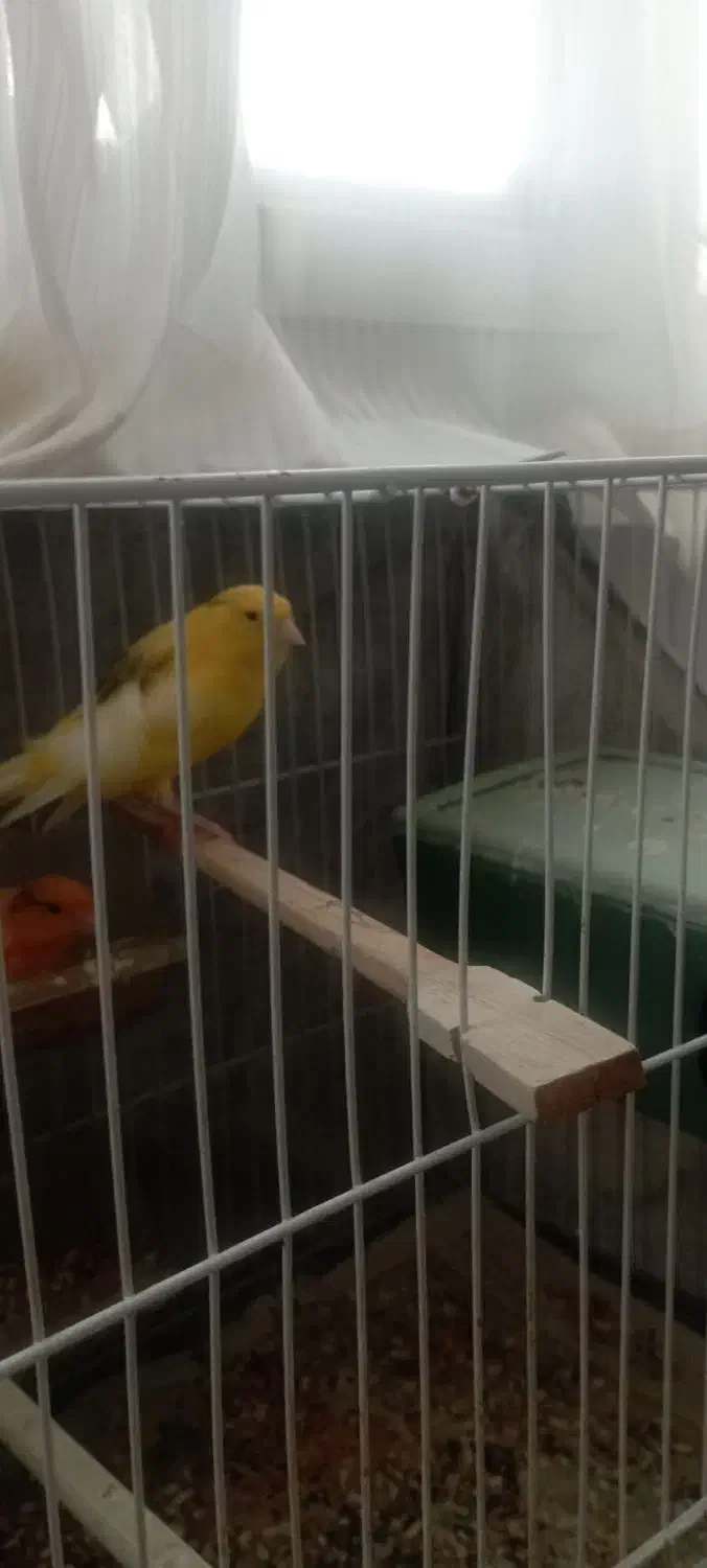 قناری ماده|پرنده|بیرجند, |دیوار