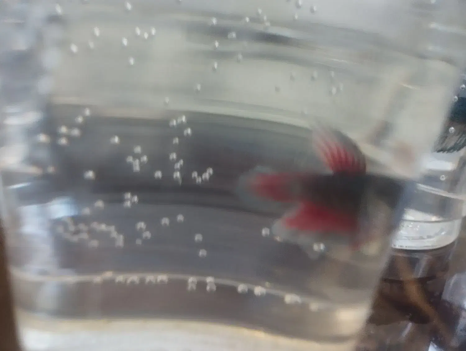 فایتر|ماهی|همدان, |دیوار