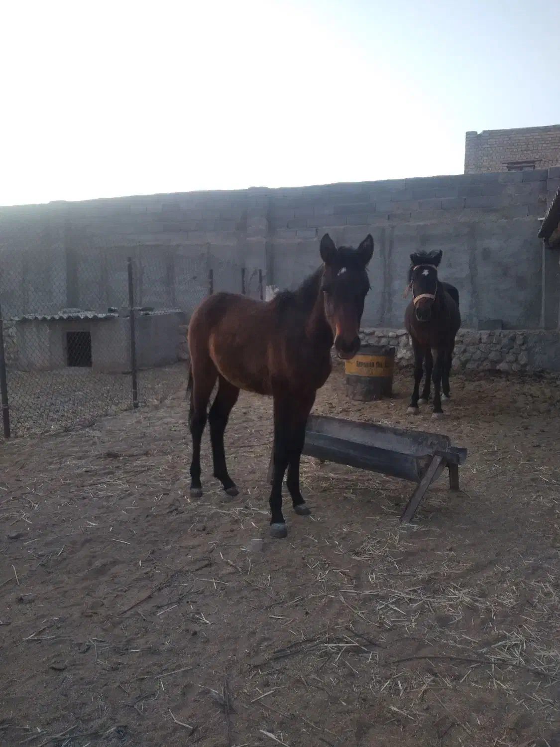 فروش اسب|اسب و تجهیزات اسب‌سواری|مهدی شهر, |دیوار