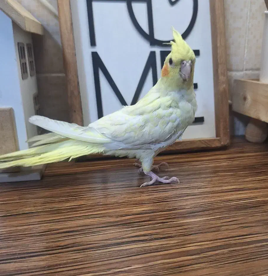 عروس هلندی رام|پرنده|محمدشهر, همایون ویلا|دیوار