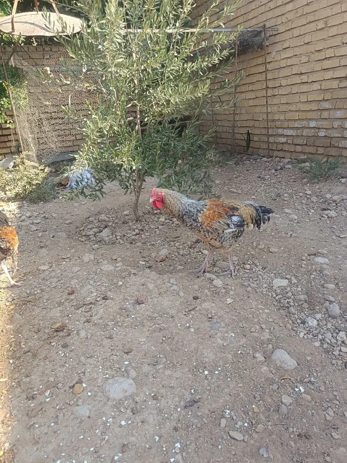 خروس|حیوانات مزرعه|شیراز, اصلاح‌نژاد|دیوار