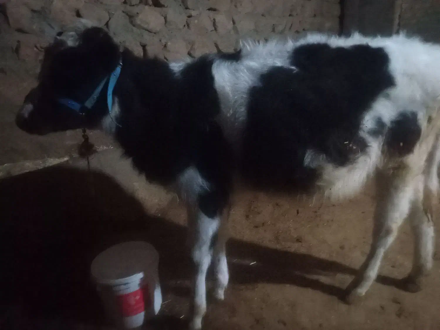 گوساله|حیوانات مزرعه|خرم‌آباد, |دیوار