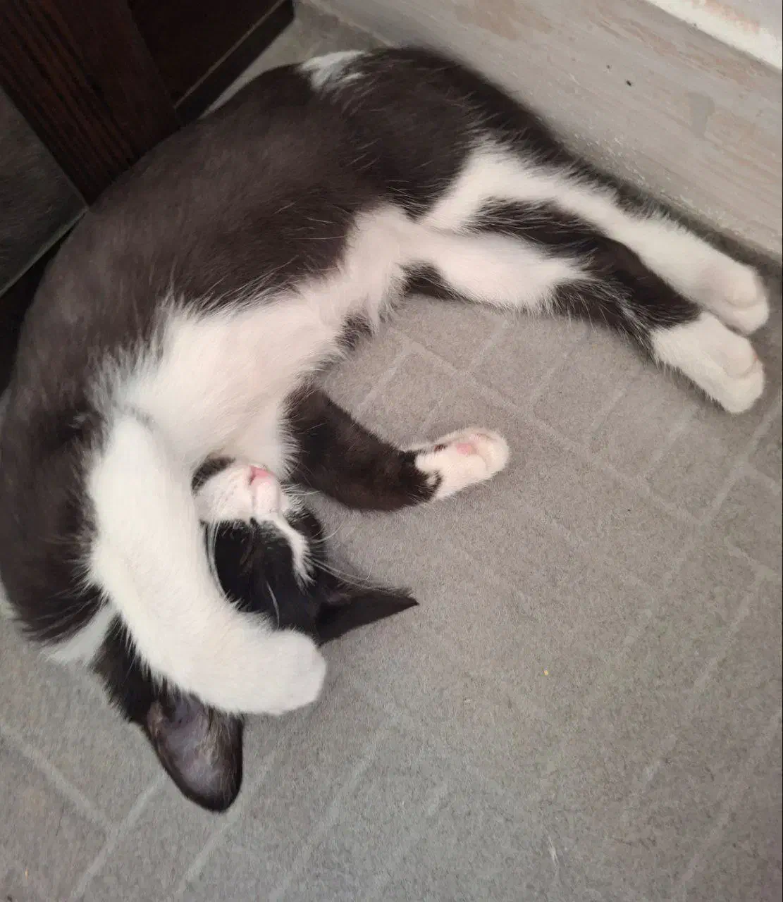 واگذاری بچه گربه تاکسیدو|گربه|قدس, شهر‌قدس|دیوار