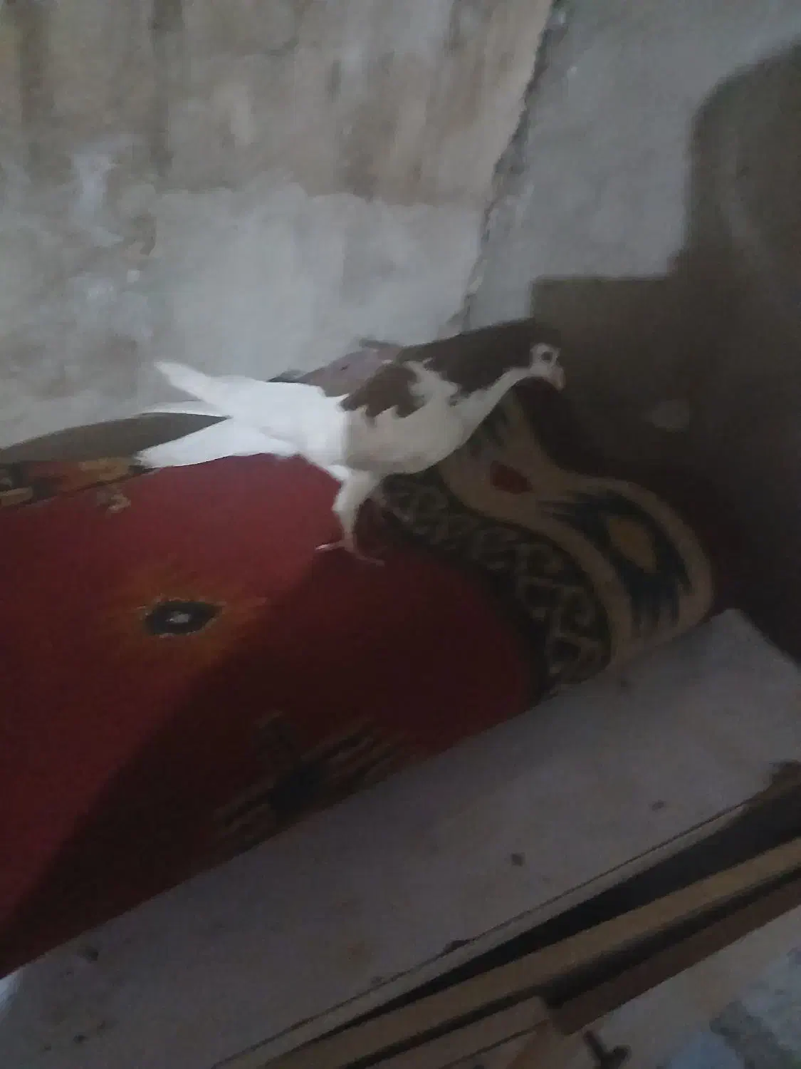 کبوتر رنگی|پرنده|اهواز, منبع اب|دیوار