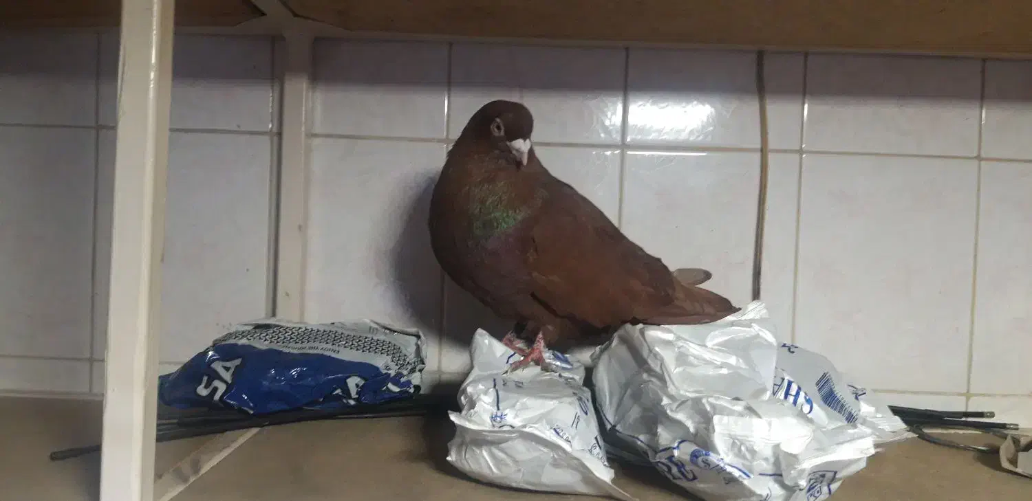 کبوتر صرب|پرنده|میاندوآب, |دیوار