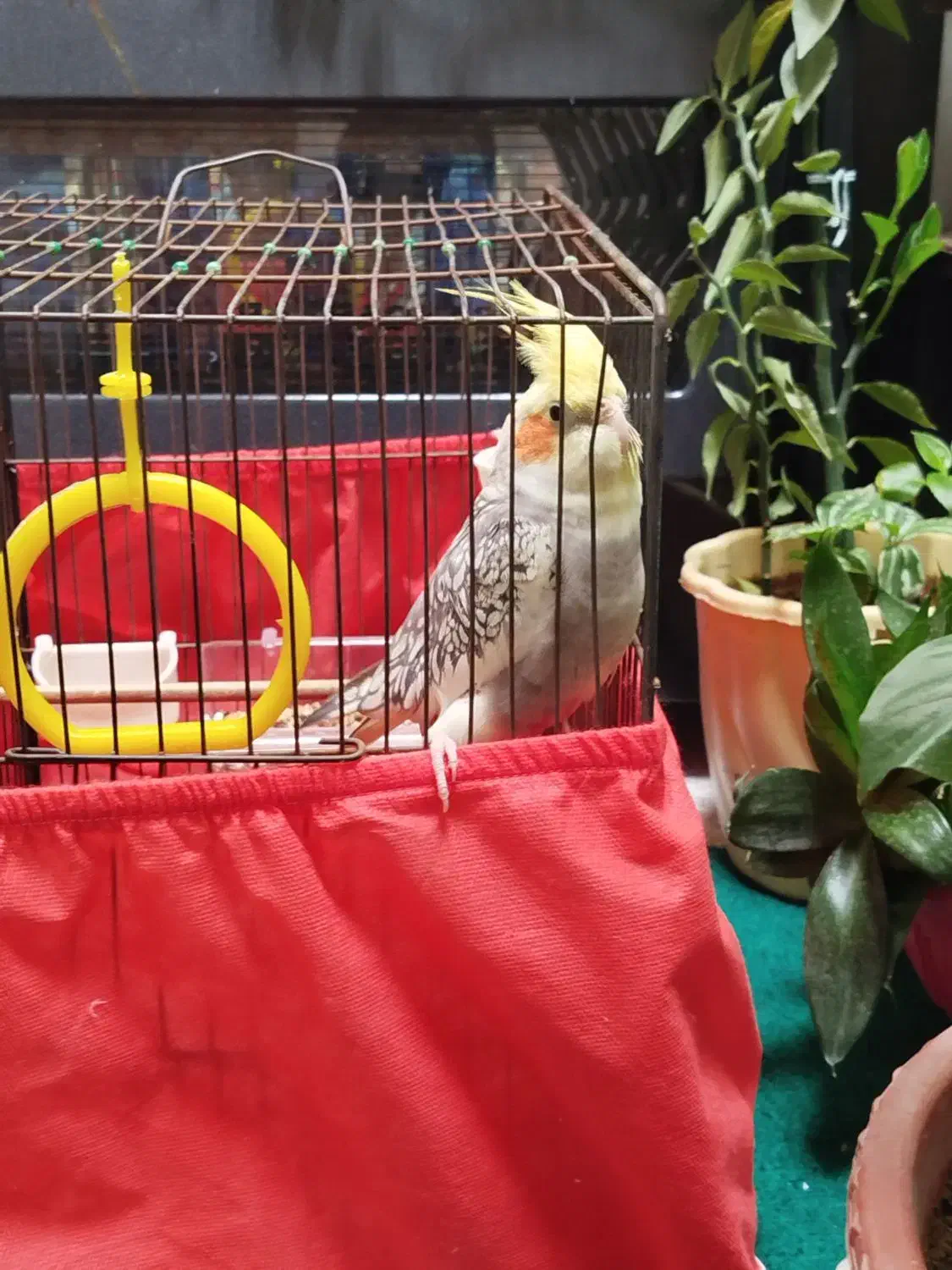 عروس هلندی|پرنده|کرمانشاه, |دیوار