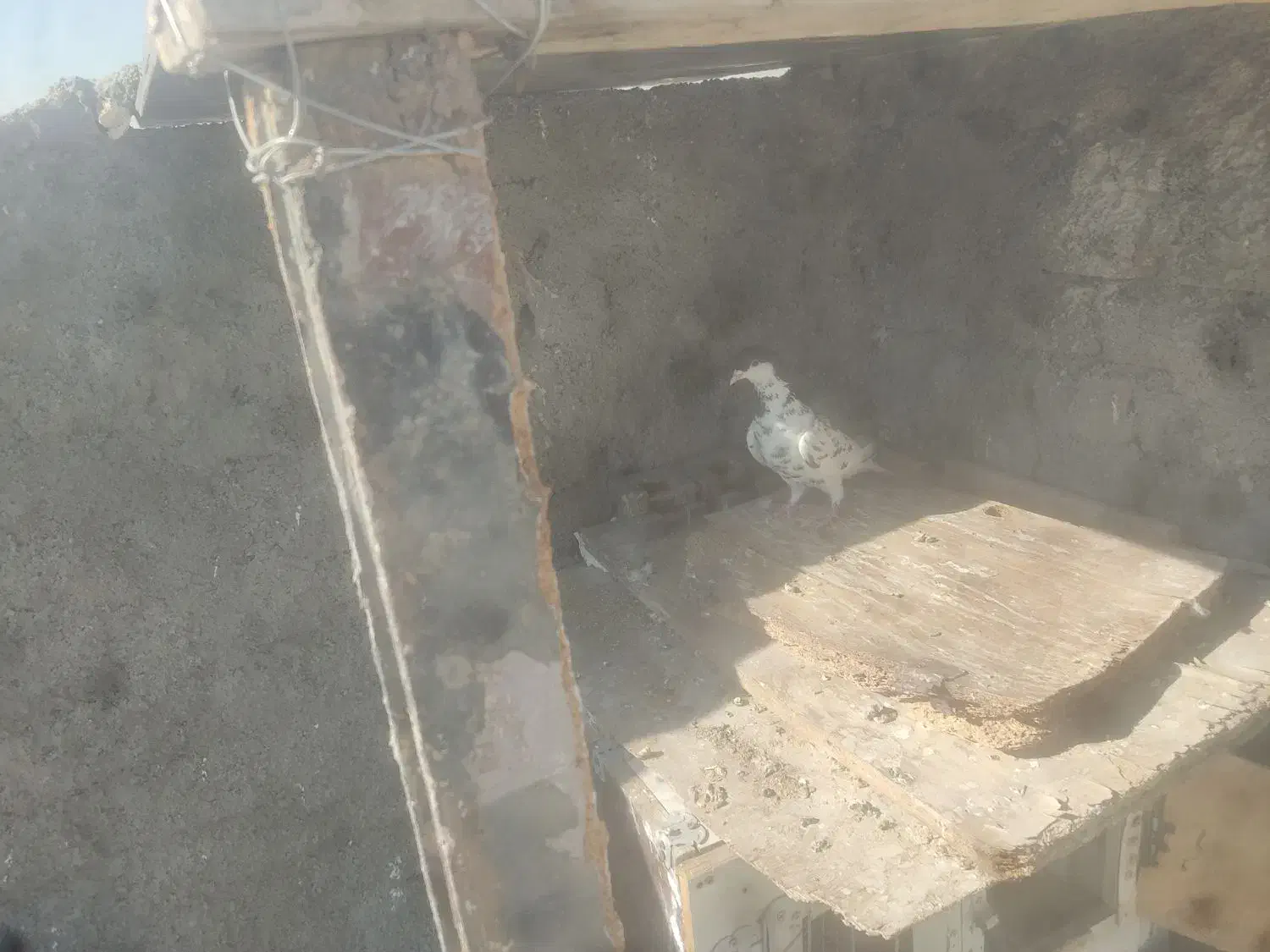 فروش کفتر|پرنده|شیراز, شهرک ترکان|دیوار