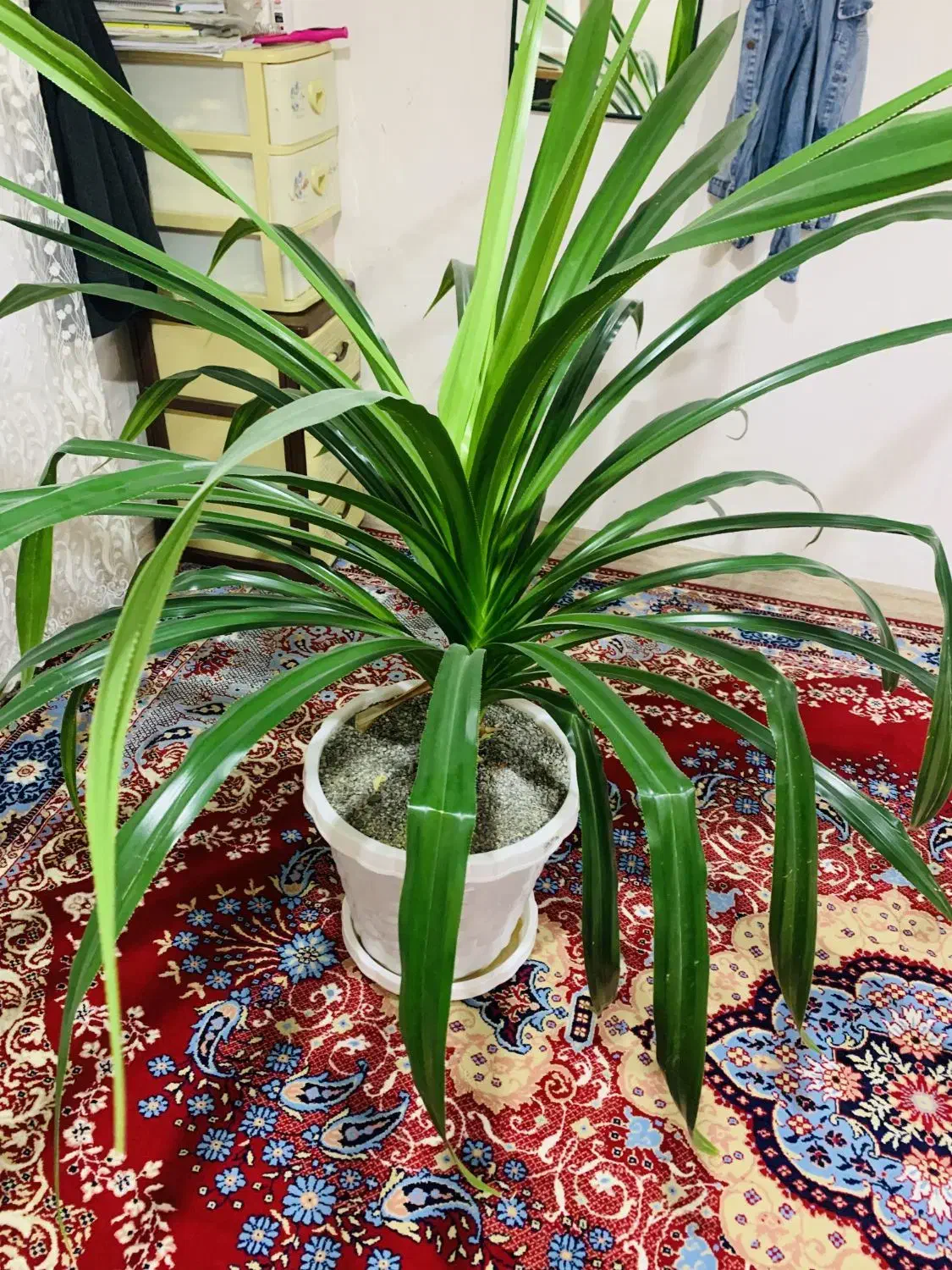 گل بزرگ|گل و گیاه طبیعی|بانه, |دیوار