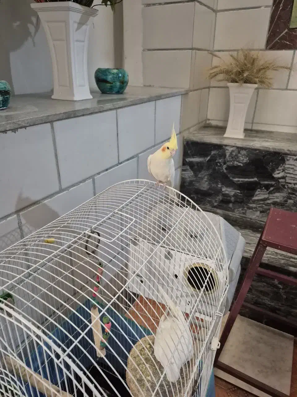 عروس هلندی|پرنده|صحنه, |دیوار