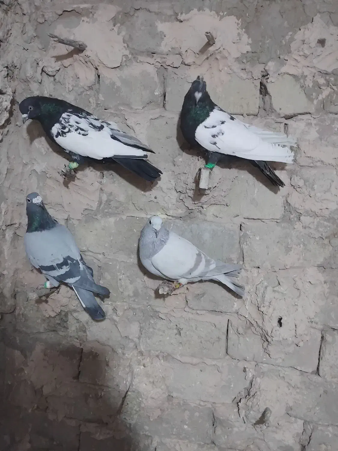 چهارتا کفتر پرشی مال حومه سبزوار|پرنده|سبزوار, ایزی شهر|دیوار