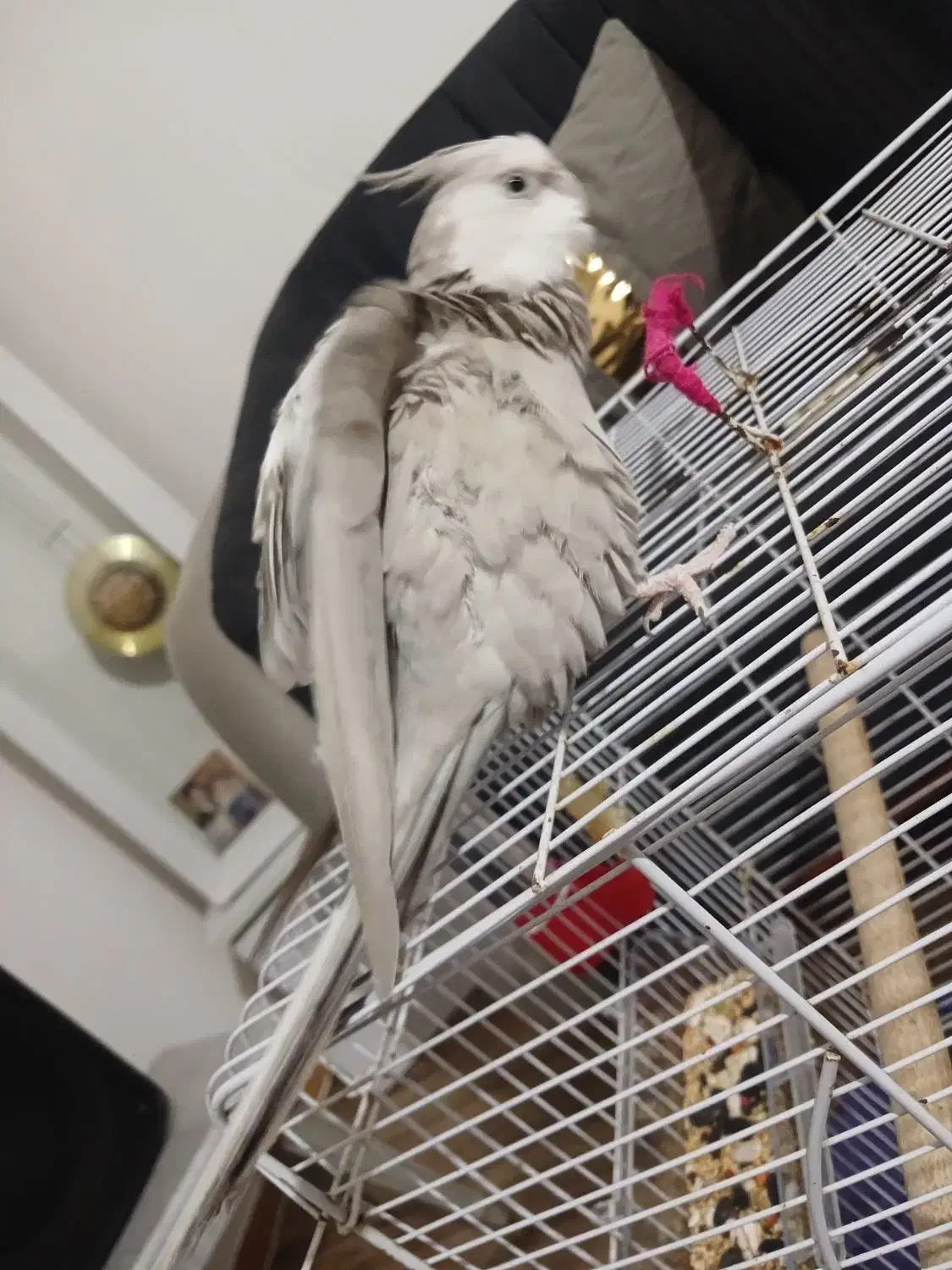 فروش عروس هلندی نر وایت فیس آماده جفت|پرنده|رشت, پل تالشان|دیوار