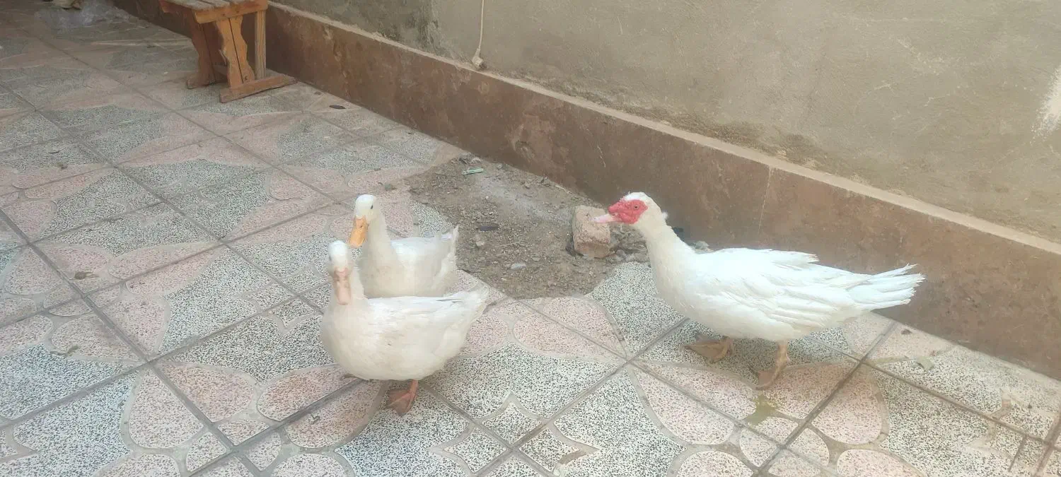 اردک|حیوانات مزرعه|کرج, شهرک امیر المومنین|دیوار
