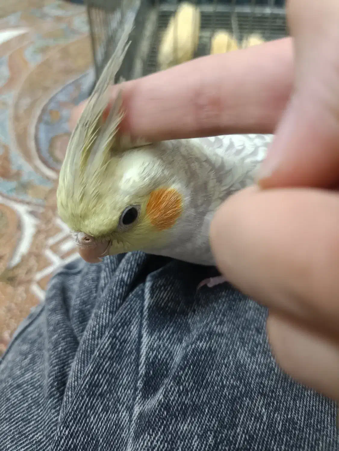 عروس هلندی|پرنده|نسیمشهر, |دیوار