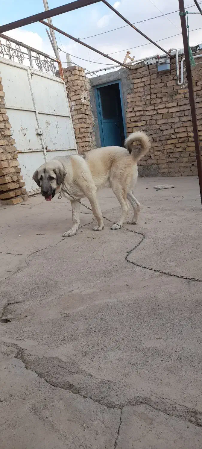 سگ میکس سراب پژدر۸ماهه|سگ|دشتابی, |دیوار