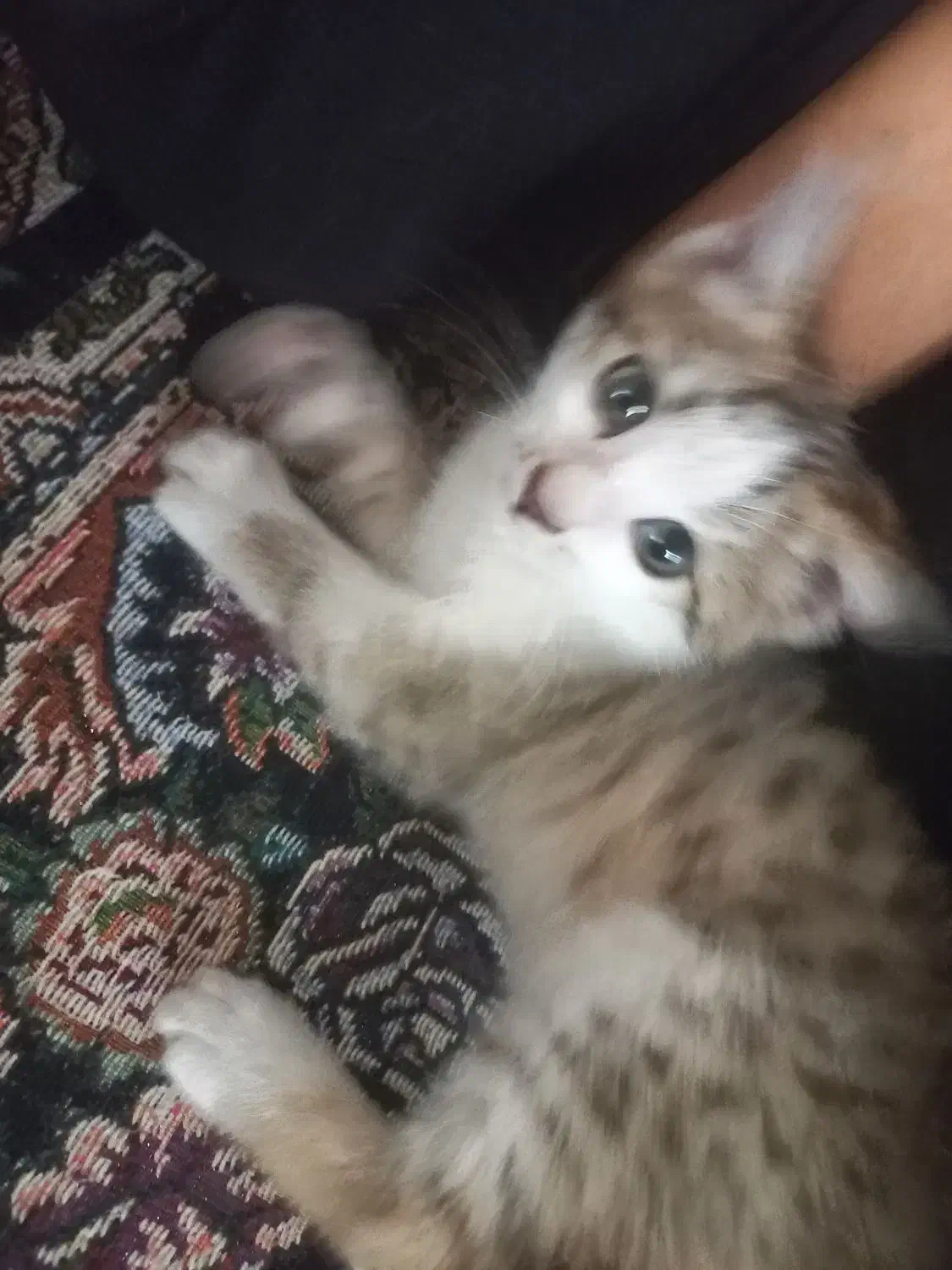 بچه گربه|گربه|شهرکرد, |دیوار