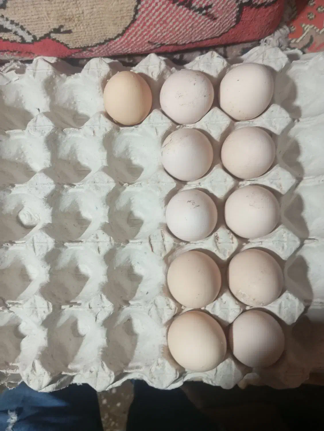 تخم مرغ لاری نطفه دار|حیوانات مزرعه|اقبالیه, |دیوار