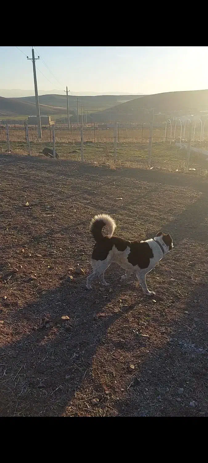 واگذاری سگ قدریجون نگهبان صدرصد|سگ|کرمانشاه, |دیوار