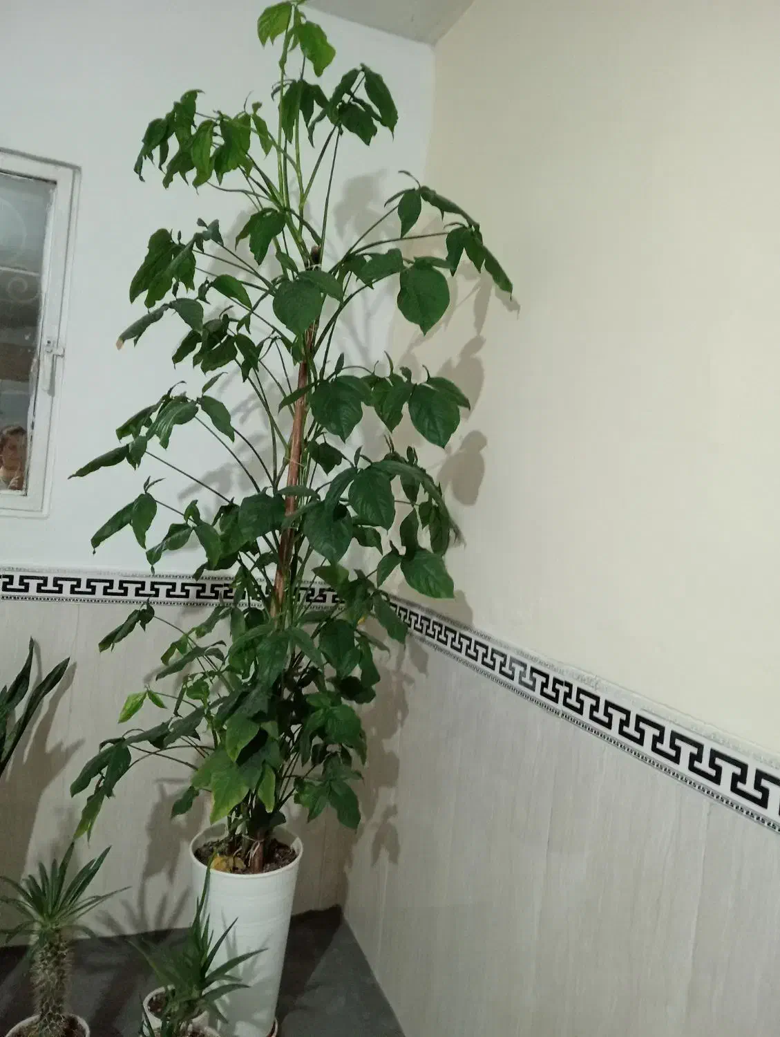 گل طبیعی|گل و گیاه طبیعی|بهارستان, |دیوار