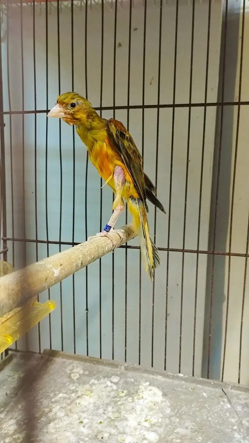 قناری جیبوس نرپرتغالی سرخ سهره رنگ همه بخون|پرنده|مشهد, گلشور|دیوار