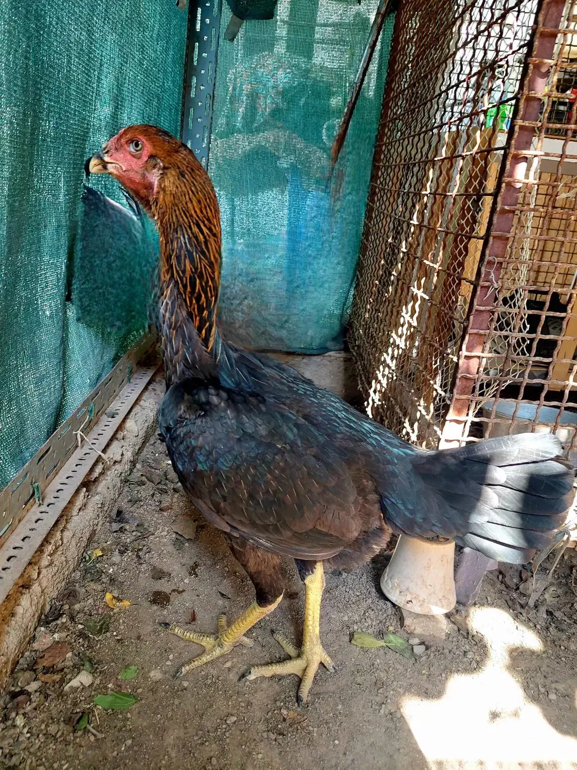 خروسومرغلاری|حیوانات مزرعه|اهواز, شریعتی جنوبی|دیوار