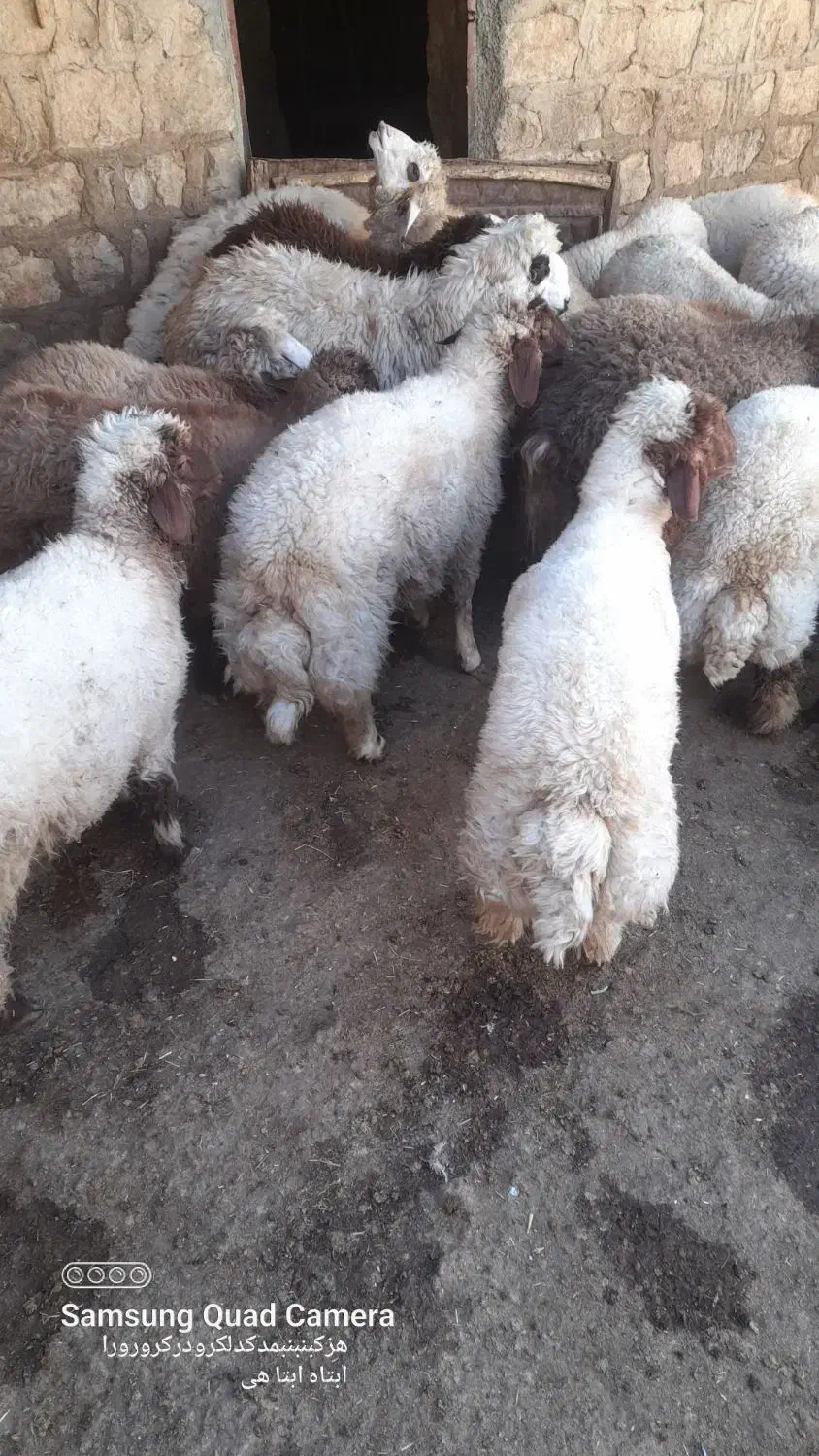 بره بتنی|حیوانات مزرعه|گیلان غرب, |دیوار