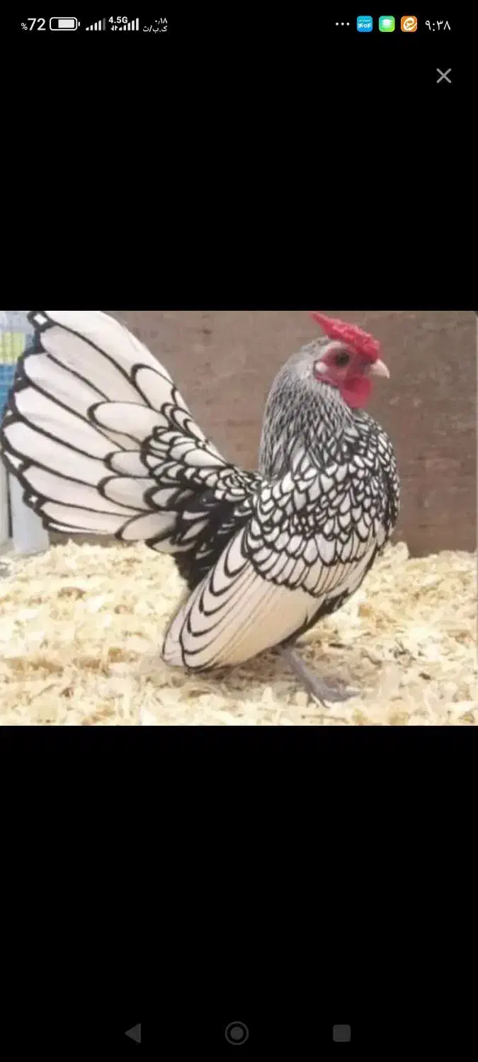 فروش خروس سیبرایت|حیوانات مزرعه|خمینیشهر, |دیوار