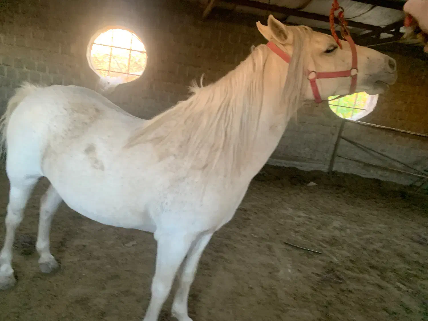 مادیان کرد درجه یک|اسب و تجهیزات اسبسواری|بوکان, |دیوار