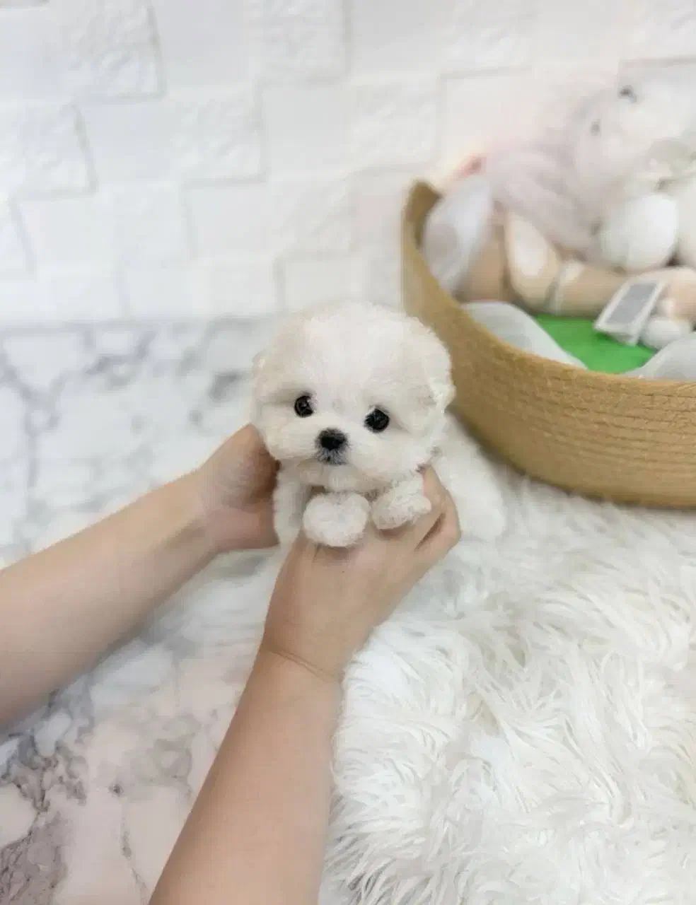 عروسک زنده توله سگ مالتیپو ۷ م|سگ|تهران, چیتگر جنوبی|دیوار