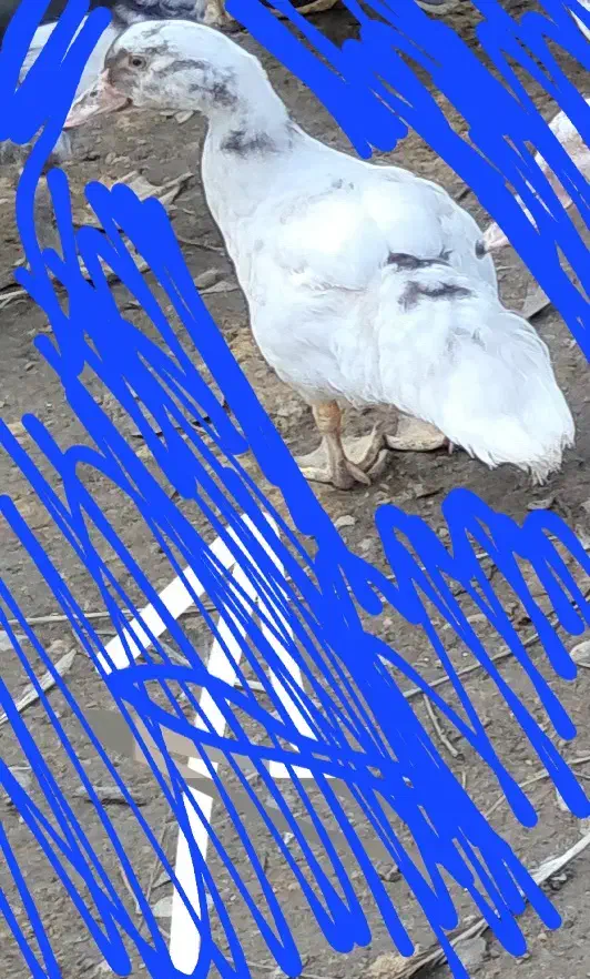 اردک ۴ ماهه اسرائیلی|حیوانات مزرعه|چالوس, |دیوار