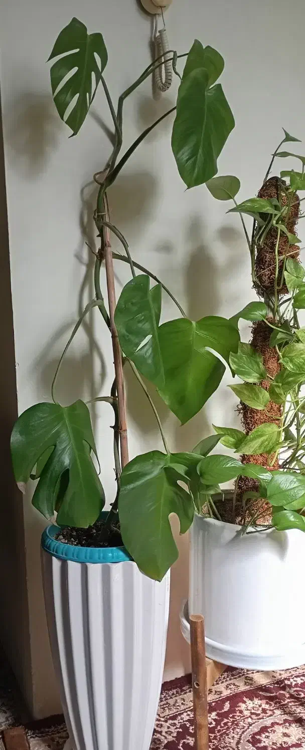 گل طبیعی|گل و گیاه طبیعی|پاکدشت, پاکدشت (مامازند)|دیوار