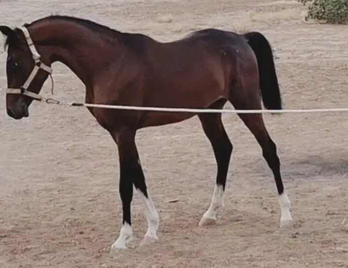 اسب خالص نریان|اسب و تجهیزات اسب‌سواری|اشکذر, |دیوار